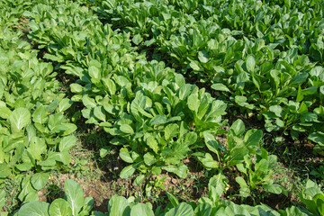 mustard greens growing in the vegetable garden