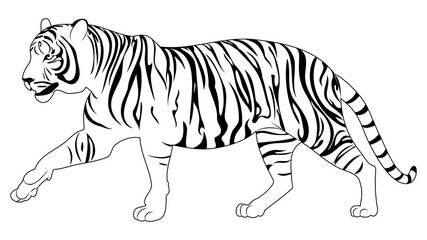 Fototapeta na wymiar Walking tiger lineart