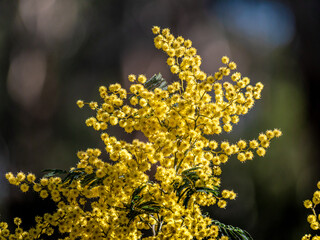 Obraz premium Ball Wattle Bloom
