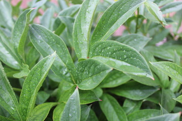raindrops on the leaves