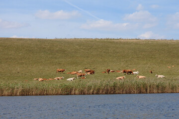 viele Rinder auf der Weide liegen am Ufer eines Gewässers