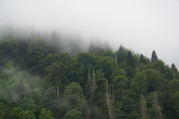 fog in the forest