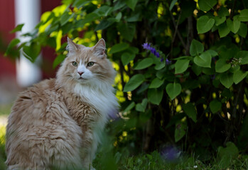 Naklejka na ściany i meble Norwegian forest cat male sitting in front of a green fence