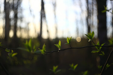 branches of young green leaves and buds, seasonal background, april march landscape in the forest