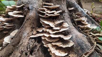 Brownish white fungus attached to the roots of a dead teak tree
