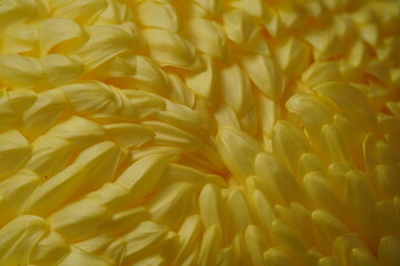 Light Yellow flower center of Chrysanthemum 'Atsumono' in full bloom
