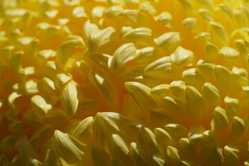 Light Yellow flower center of Chrysanthemum 'Atsumono' in full bloom
