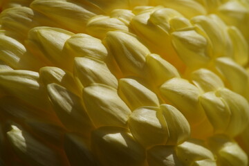 Light Yellow flower center of Chrysanthemum 'Atsumono' in full bloom
