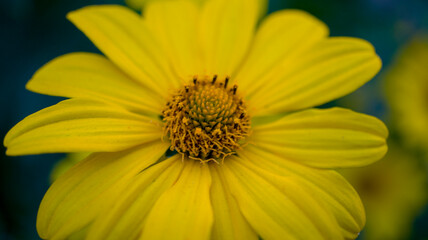 close up of yellow flower