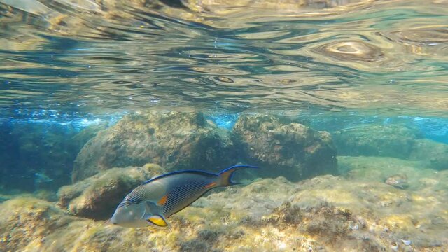 Dangerous poisonous sea fish surgeon float near coral reef underwater shoot