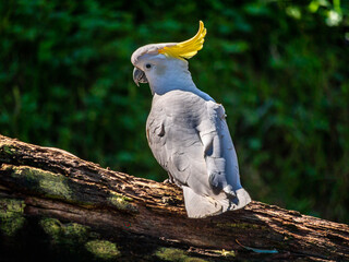 Pretty Cocky