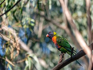 Rainbow Lorikeet Alert