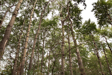 tree in the forest