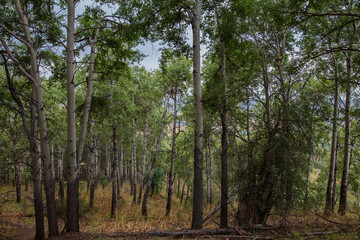 Obraz premium trees in the forest