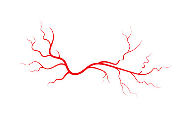 Human veins and arteries. Red branching spider-shaped blood vessels and capillaries. Vector illustration isolated on white background.