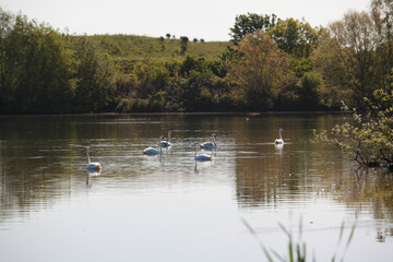 Cygnes barbottant dans un étang des hauts de France