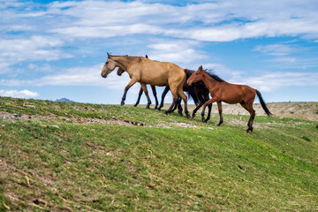 horses in the field	