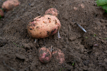 freshly dug ripe potato tuber