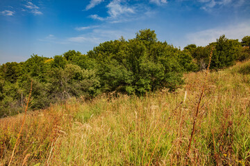 Obraz premium grass and trees in autumn