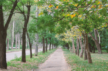 The sidewalk in a receding perspective. A footpath under the yel