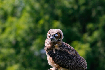 Baby great horned owl portrait photography 