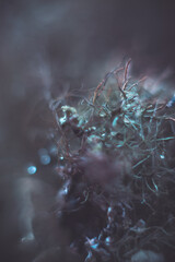 macro photo of greenery, blue texture, turquoise