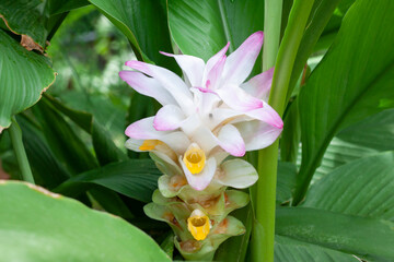 Flower of White Turmeric or Curcuma mangga Valeton & Zijp bloom in the garden is a Thai herb.