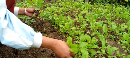 Farmer is harvesting mustard green on agriculture farm at eastern Nepal