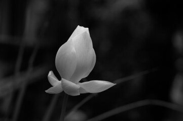 White royal lotus blooming in the swamp
