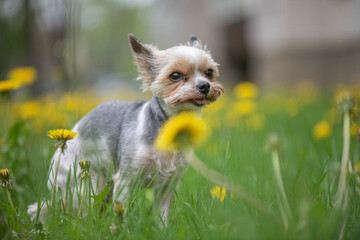 Scared Big-eyed Yorkshire Terrier Beaver in the park on the dandelion field.
