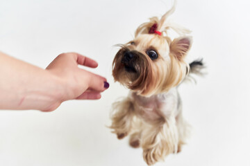 a small dog Yorkshire Terrier posing Studio