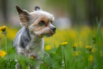 Scared Big-eyed Yorkshire Terrier Beaver in the park on the dandelion field.

