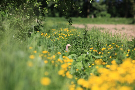 femelle faisan dans champs de fleur