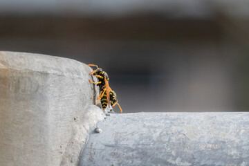 close up of two hornets resting on a steel railing