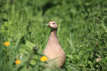 femelle faisan dans champs de fleur protégeant ses petits