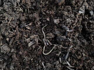 New Guinea Flatworm, planarian, on wet cow dung.