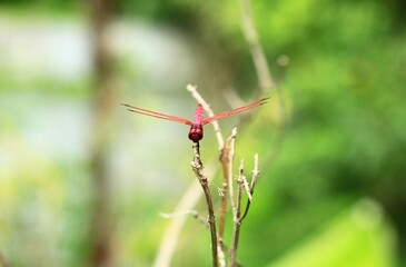 Close up, Urothemis signata, red dragonfly perched on top of a dry branch.
