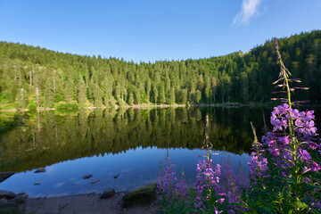 Lake (Mummelsee) in the Black Forest early in the morning. Trees reflected in the water. Purple flower (Epilobium angustifolium) in the foreground. Wide angle. Germany, Hornisgrinde.