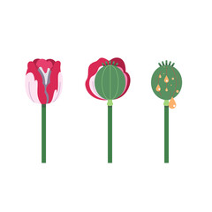 poppy flower icon
