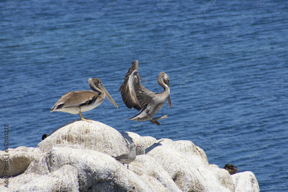 Sticker closeup of brown pelican and seagull on the shore near water during daylight