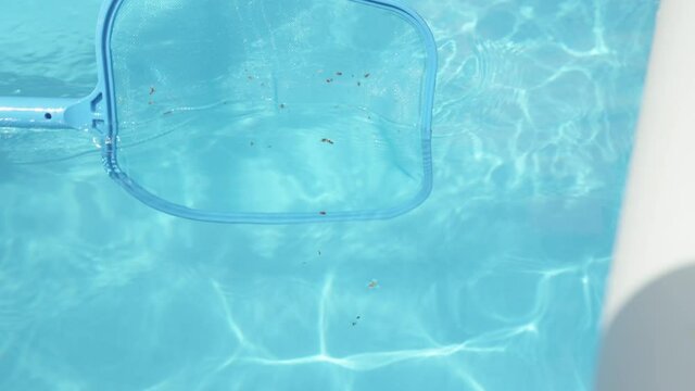 SLOW MOTION, CLOSE UP: Plastic pool skimmer cleans up tiny leaves from the glassy pool water. Unrecognizable pool cleaner uses a leaf net during maintenance works. Person cleaning pool in the backyard