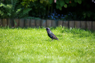 Etourneau sur du gazon dans un jardin