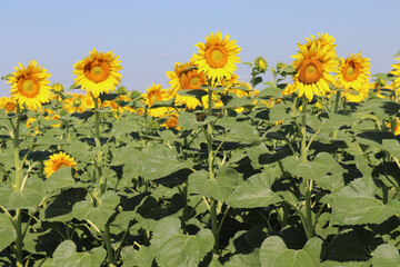 field of sunflowers