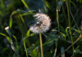 Fluffy dandelion in the rays of the evening sun on a green grass background