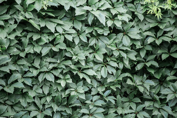 Background from solid green leaves growing by the wall. Abstraction from greening plants. Backdrop, backing, texture for postcards, screensavers, titles, inscriptions or desktop wallpaper.