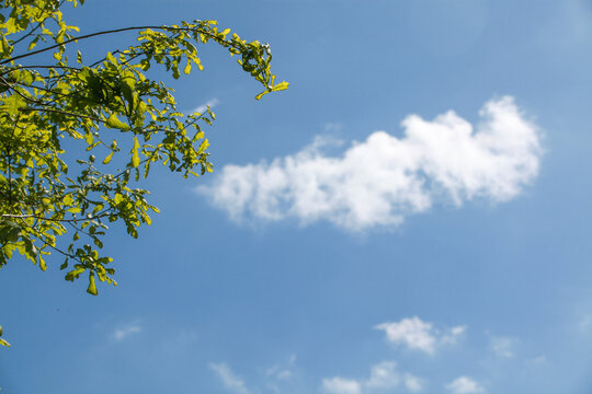 cumulus d'&eacute;t&eacute;
