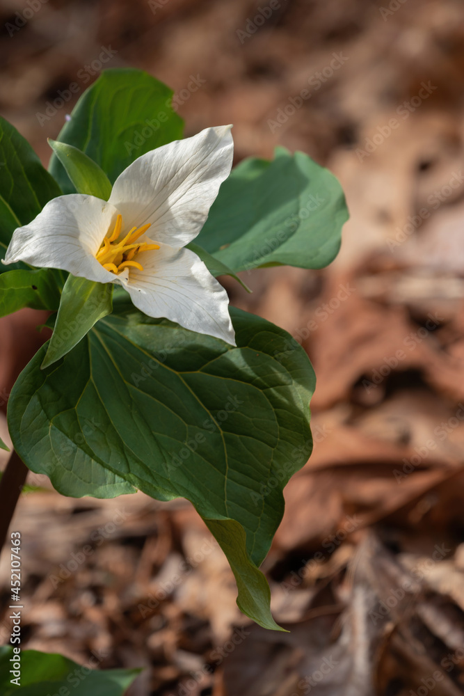 Wall mural wild trillium in full bloom in a forest