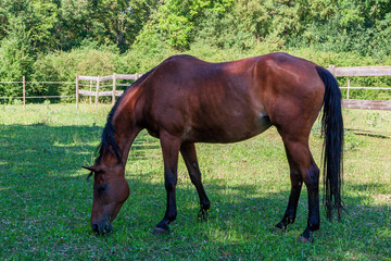 Obraz premium Cheval 
