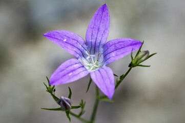 Fototapeta na wymiar lila Blüte der Glockenblume / Campanula