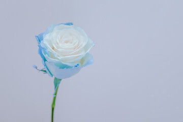 white rose on blue background